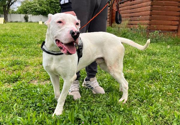 ALBINO DOGO ARGENTINO Foto 7